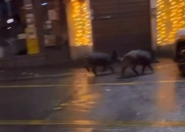 Cinghiali in pieno centro a Cernobbio, sono attratti dai rifiuti. La polizia provinciale: “Rivedere la raccolta porta a porta”