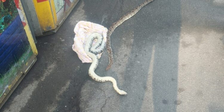 A poche ore da intimitazione a una tabaccaia con questo animale