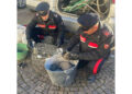 Nel Napoletano. Da una casa avevano razziato anche 6 tartarughe