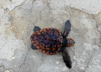 Terzo rettile marino trovato spiaggiato