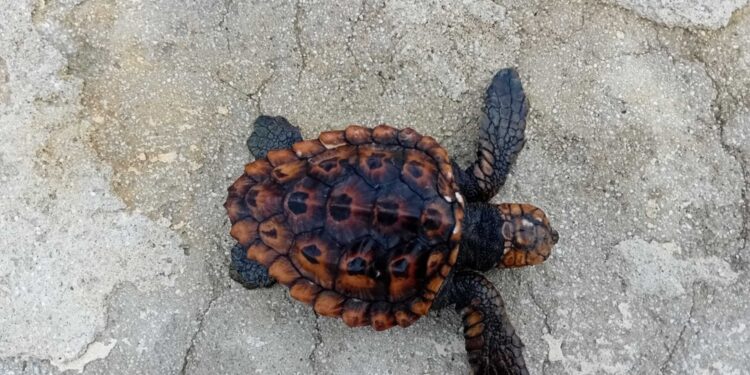 Terzo rettile marino trovato spiaggiato