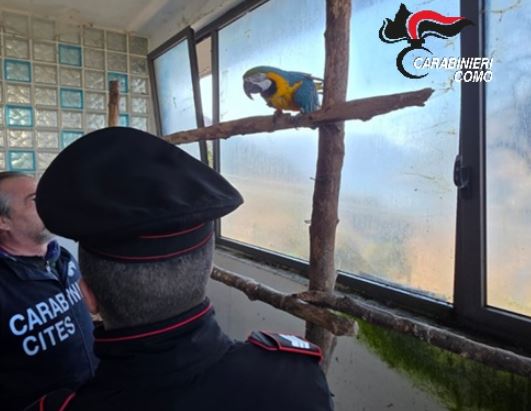 Nesso, in casa animali rari e in cattive condizioni: arrivano i carabinieri, violazioni per 10mila euro