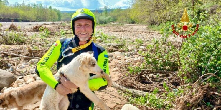 I vigili del fuoco l'hanno chiamata Elva