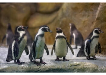 Tariffe al 10% a isole antartiche.Albanese