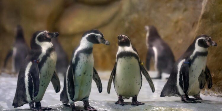 Tariffe al 10% a isole antartiche.Albanese