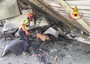 Pastore belga dei vigili del fuoco