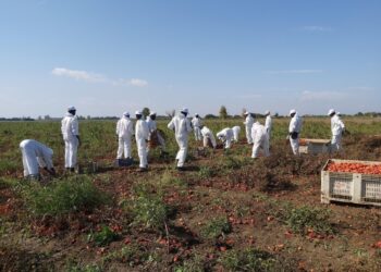 Anche frode alimentare e commercio di alimenti con segni mendaci