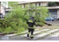 Numerosi gli alberi e i rami caduti