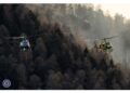 Foto di Ceska del cerbiatto tra le ceneri e i colleghi al lavoro
