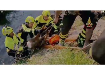 L'animale sta bene ed è stato subito liberato
