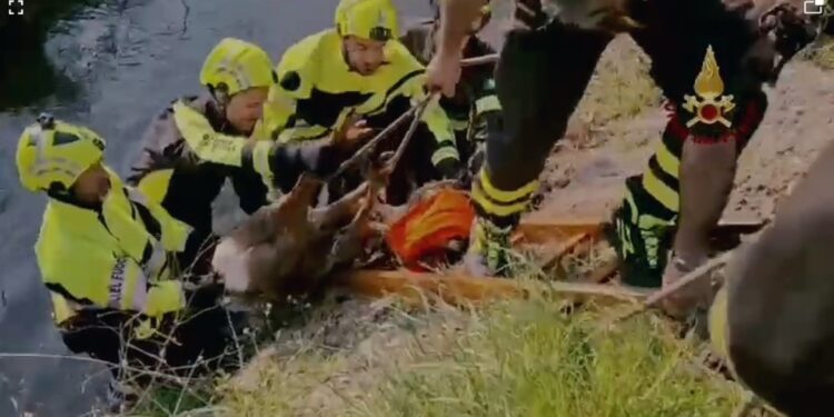 L'animale sta bene ed è stato subito liberato