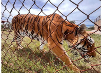 Il 71enne sosteneva che fossero 'animali di supporto emotivo'
