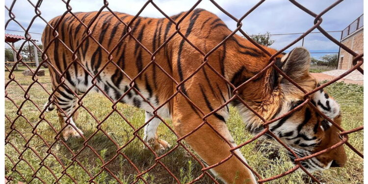 Il 71enne sosteneva che fossero 'animali di supporto emotivo'