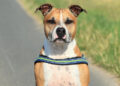 Cane Amstaff