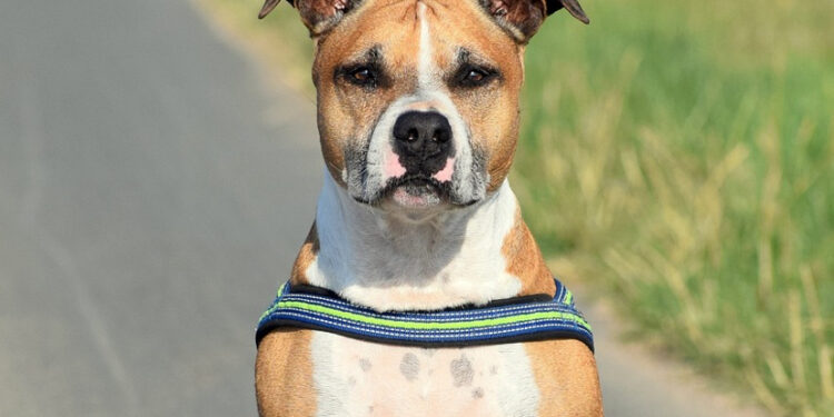 Cane Amstaff