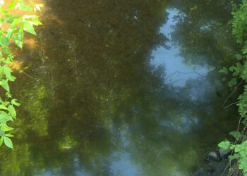 olio torrente Lura