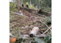In un bosco nella zona di Sappada a Udine