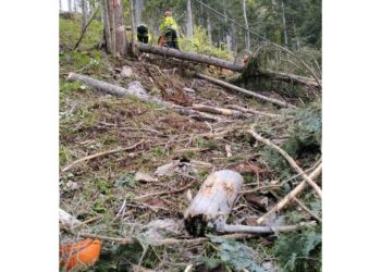 In un bosco nella zona di Sappada a Udine