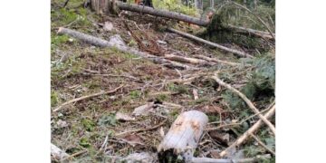 In un bosco nella zona di Sappada a Udine