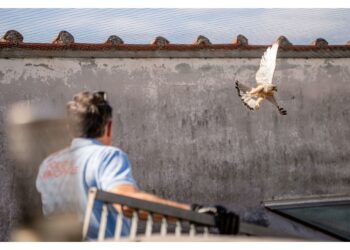 Gheppio bloccato da reti di protezione a Sesto Fiorentino