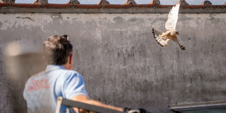 Gheppio bloccato da reti di protezione a Sesto Fiorentino