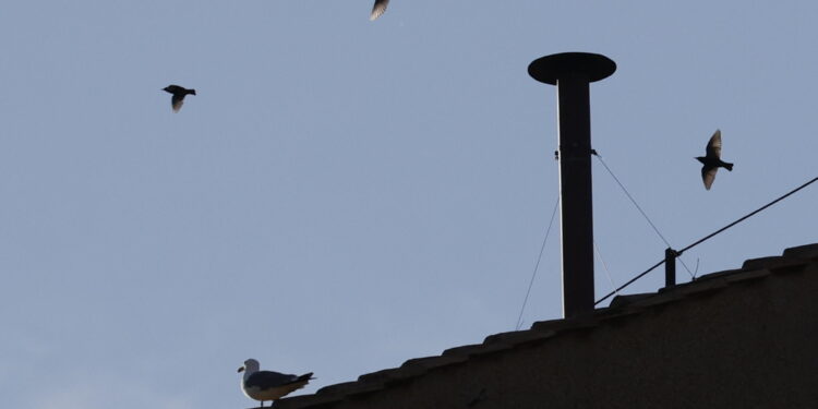 Fedeli in costante aumento