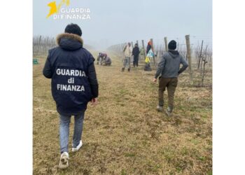 Indagine della Gdf di Pordenone su un'azienda vitivinicola
