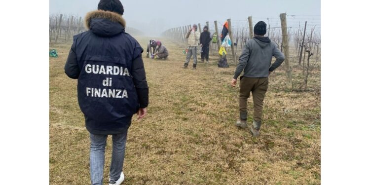 Indagine della Gdf di Pordenone su un'azienda vitivinicola