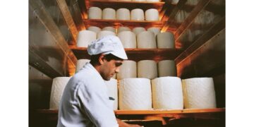 'Non tutelata la pecora sarda'