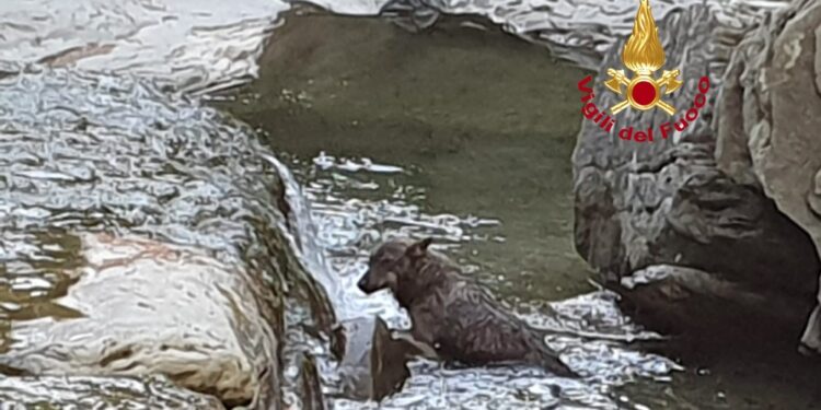 E' quella riemersa da una frana in Alto Mugello dopo il maltempo