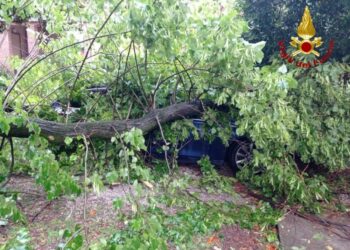Albero cade e schiaccia auto parcheggiata. A Trieste soffia Bora