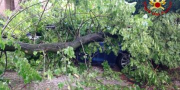 Albero cade e schiaccia auto parcheggiata. A Trieste soffia Bora
