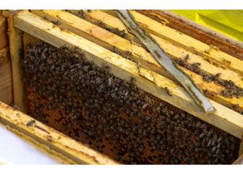 A bordo oltre 30 mila chili di alveari attivi