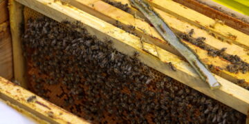 A bordo oltre 30 mila chili di alveari attivi