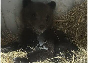 Una femmina di 4-5 mesi