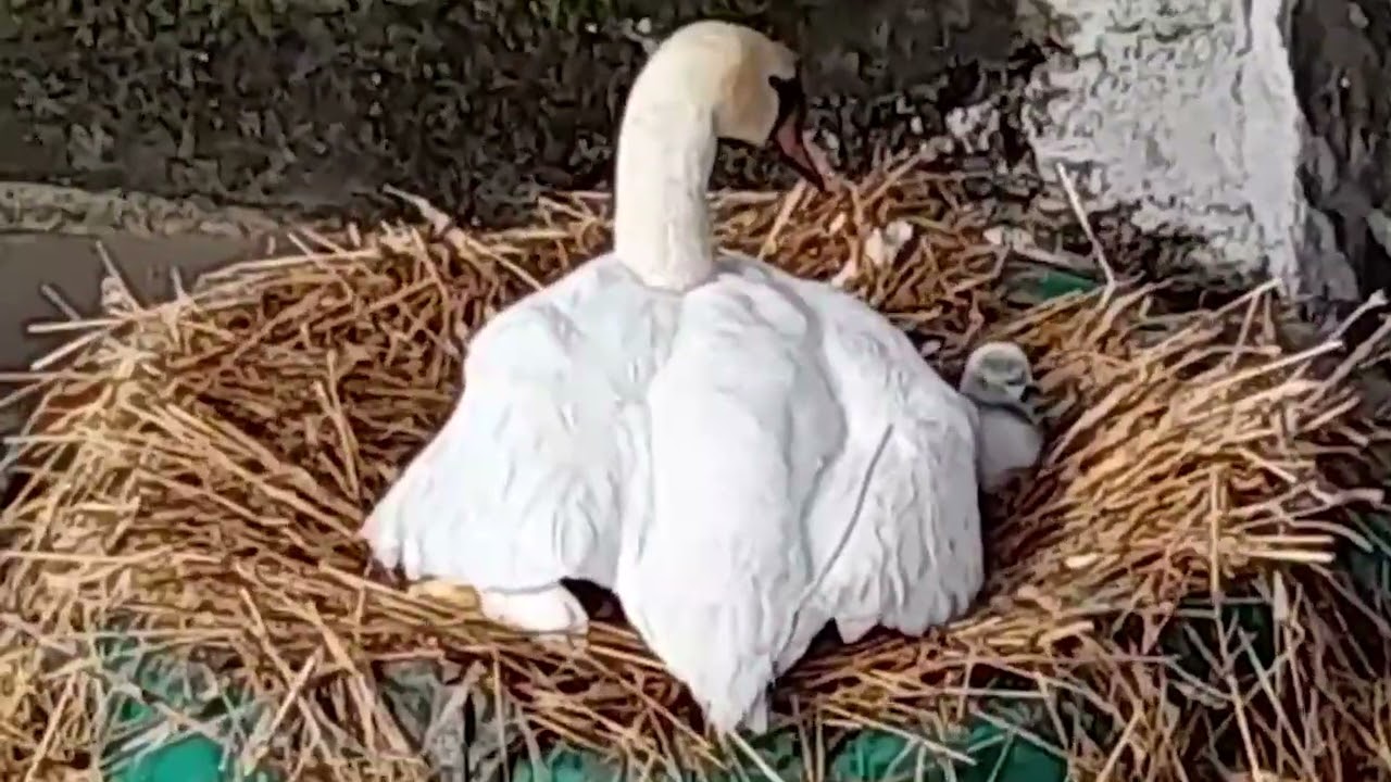 Sulla spiaggetta di Nobiallo sono nati i piccoli cigni