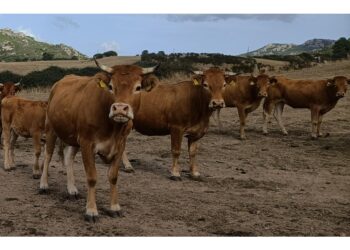 Zona infetta nel Nuorese. Primo caso accertato in Italia