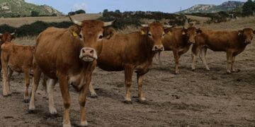 Zona infetta nel Nuorese. Primo caso accertato in Italia