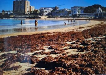 Sos per la piaga asiatica che ha tinto di marrone le spiagge