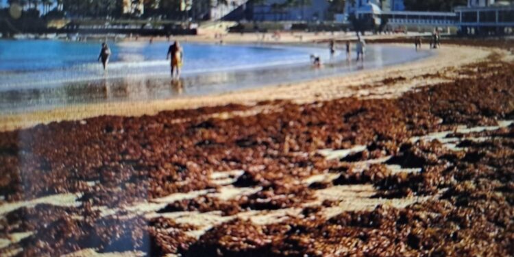 Sos per la piaga asiatica che ha tinto di marrone le spiagge