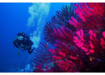 All'Asinara 14 ondate calore in un anno