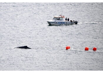 Il cetaceo si è allontanato dalla sua abituale rotta migratoria