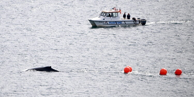 Il cetaceo si è allontanato dalla sua abituale rotta migratoria