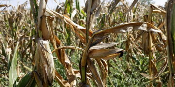 Era scomparso dal 26 giugno