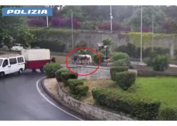 Animale scomparso
