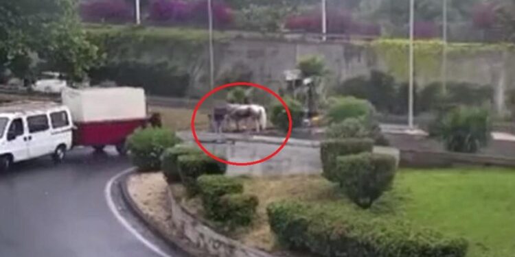 Animale scomparso