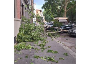Decine chiamate a vigili fuoco per alberi e rami pericolanti