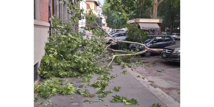 Decine chiamate a vigili fuoco per alberi e rami pericolanti