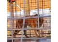 Nel Brindisino violato divieto acquisizione altri animali