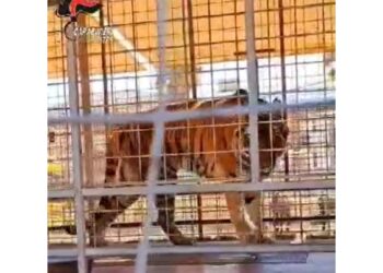 Nel Brindisino violato divieto acquisizione altri animali